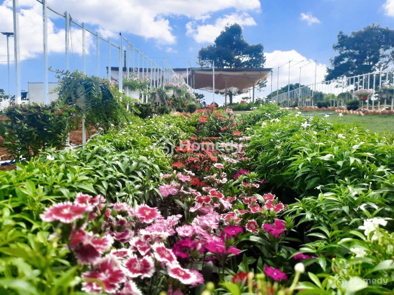 Ảnh mặt bằng Đất vườn Thành phố Long Khánh